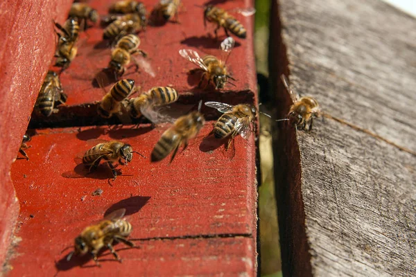 Un sacco di api all'ingresso dell'alveare in apiario . — Foto Stock