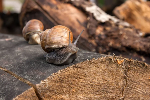 Vista de perto do caracol Borgonha (Helix, caracol romano, caracol comestível — Fotografia de Stock