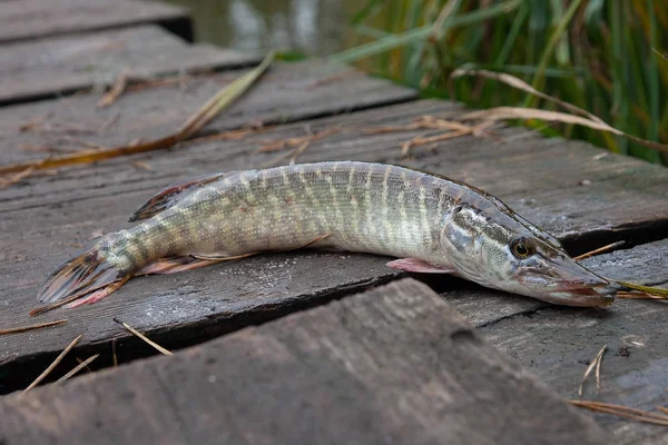 Pesce luccio d'acqua dolce su fondo di legno vintage . — Foto Stock