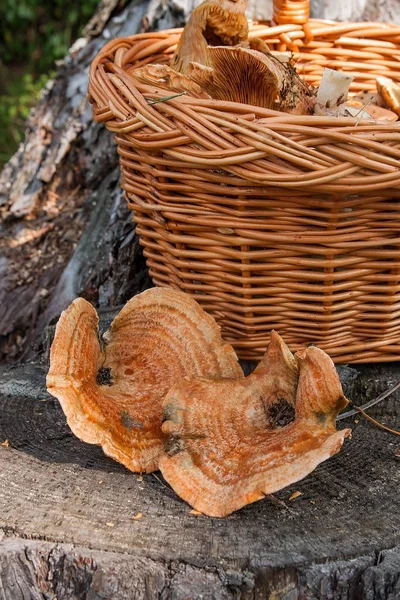 Two of harvested Saffron Milk Cap on natural wooden background