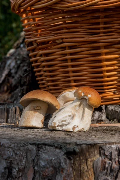 Grupp av skördade Karljohanssvamp (Boletus edulis, Karl Johan eller — Stockfoto