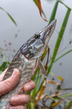 Yakala ve bırak. Küçük Freshwater pike el bir özgürlük var