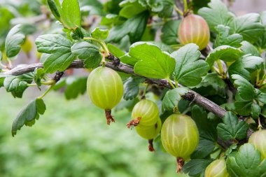 Yeşil meyveler ve bahçedeki yaprakları ile bektaşi üzümü Şubesi