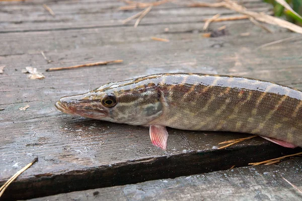 Sötvatten gädda fisk på vintage trä bakgrund. — Stockfoto