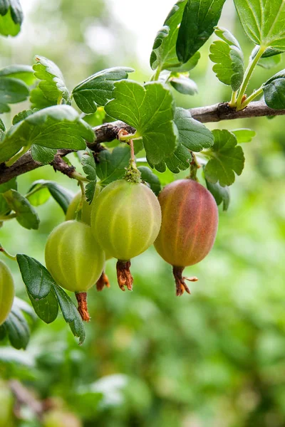 Yeşil meyveler ve bahçedeki yaprakları ile bektaşi üzümü Şubesi