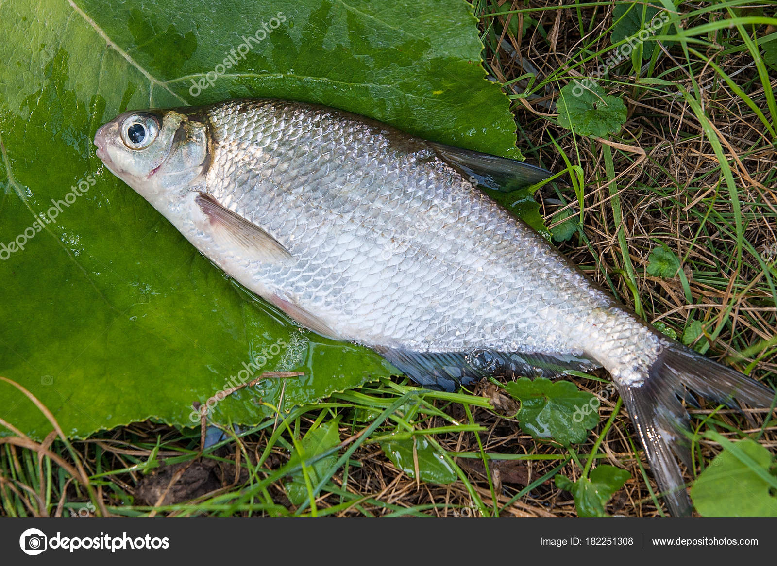 Рыба На Траве Фото