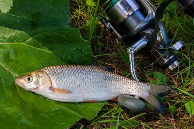 AK balık Balık ve olta ile reel görünümü 