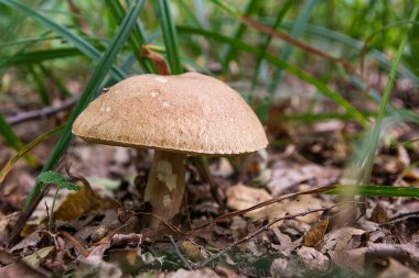 Porcini mantar orman katta sonbahar sezon büyür.