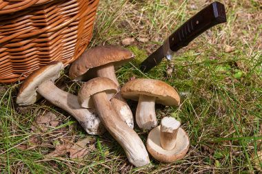 Birkaç porcini mantar (Boletus mantarı, cep, penny çörek, porci