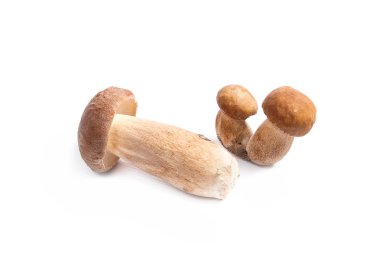 Boletus mantarı wh izole olarak bilinen birkaç porcini mantar