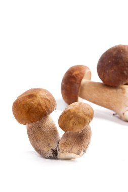 Boletus mantarı wh izole olarak bilinen birkaç porcini mantar