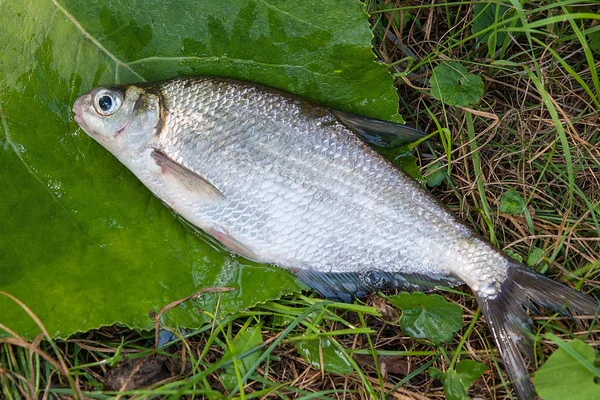 Close up view of the single white bream or silver fish on the na