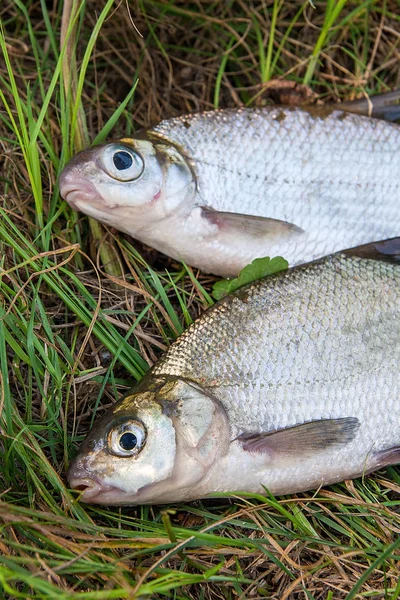 Besugo común de agua dulce y besugo blanco o pescado de plata en — Foto de Stock