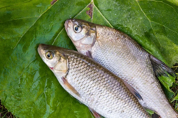 Besugo común de agua dulce y pez chub europeo en backgr natural — Foto de Stock
