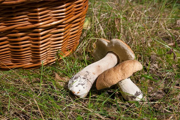 Flera Karljohanssvamp (Boletus edulis, cep, penny bulle, porci — Stockfoto