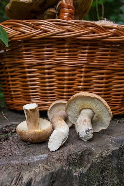 Flera Karljohanssvamp (Boletus edulis, cep, penny bulle, porci — Stockfoto