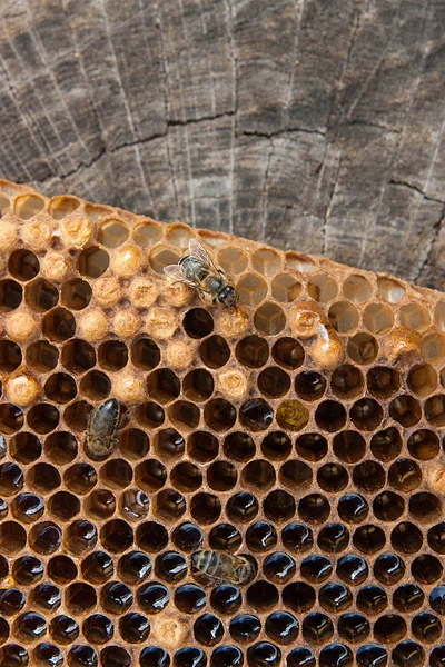 På nära håll beskåda av arbetande biet på honeycomb med söt hon — Stockfoto