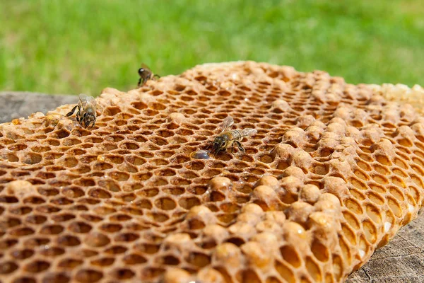 Zblízka pohled pracovní Bee na honeycomb s sladké zlato — Stock fotografie