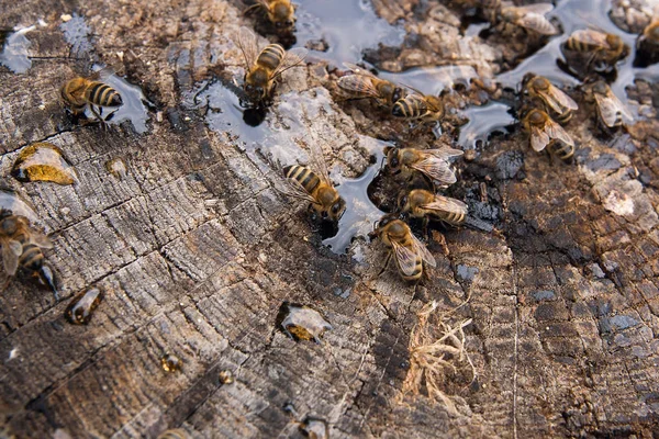 Abelhas e vespas enxameando em gotas de mel em backgrou de madeira vintage — Fotografia de Stock