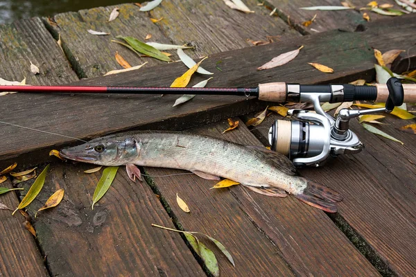 Freshwater pike and fishing equipment lies on wooden background