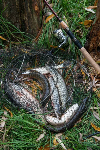 Sötvatten gädda fiskar ligger i håv med fångst i jag — Stockfoto