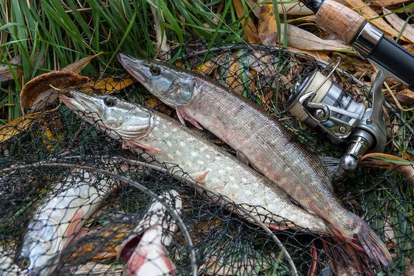 Close up view of freshwater pike fish lies on landing net with f — Stock Photo, Image