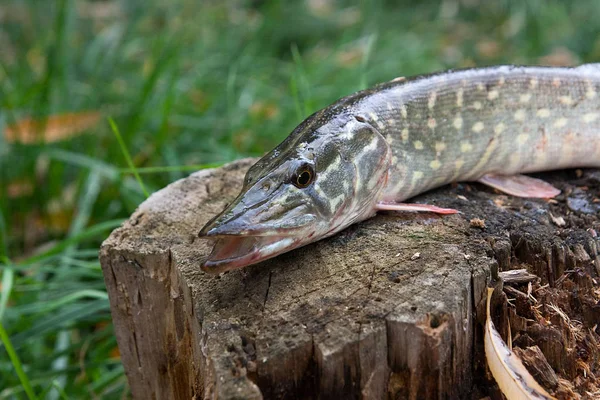 Acqua dolce pesce luccio si trova su una canapa di legno — Foto Stock