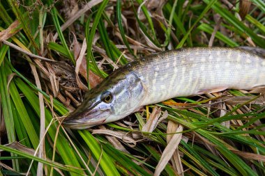Kuru ve yeşil reed üzerinde büyük tatlı su pike yalanların görünümü kadar kapatın.