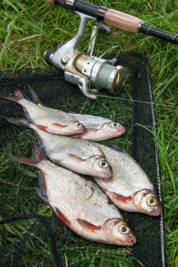Beyaz çipura veya gümüş balık ve th üzerinde white-eye çipura yığını