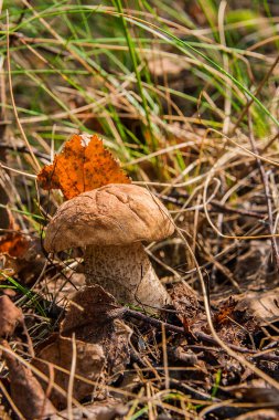 Bir yeşil yosun büyüyen orman mantar kahverengi kap çörek