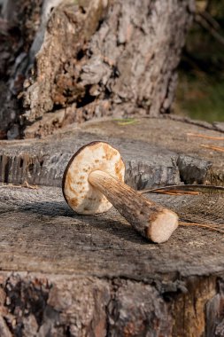 Tek kahverengi kap çörek mantar (Boletus badius) doğal wo