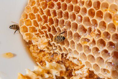 Tatlı tatlım ile petek üzerinde çalışma arı görünümü kadar kapatın