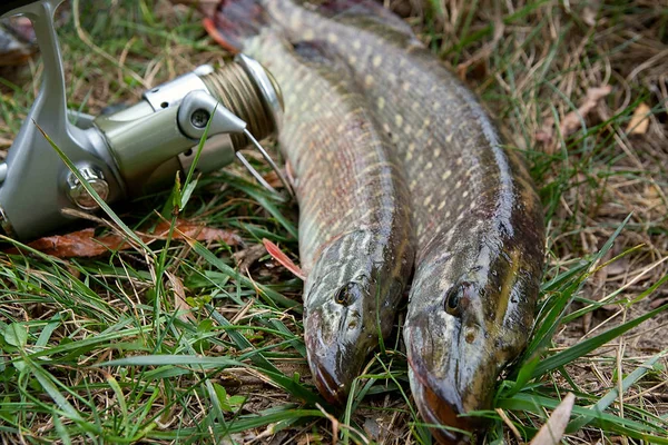 Прісноводний щука риба і рибальське обладнання лежить на зеленій траві — стокове фото