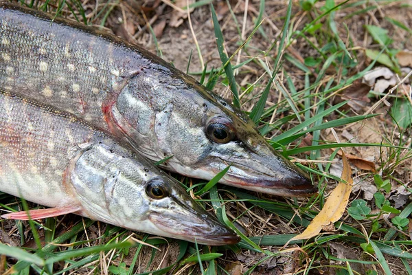 Close up view of freshwater pike fish lies on green grass — Stock Photo, Image