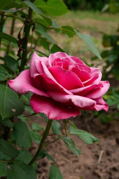 Fleur rose naturelle en gros plan sur bus vert — Photo