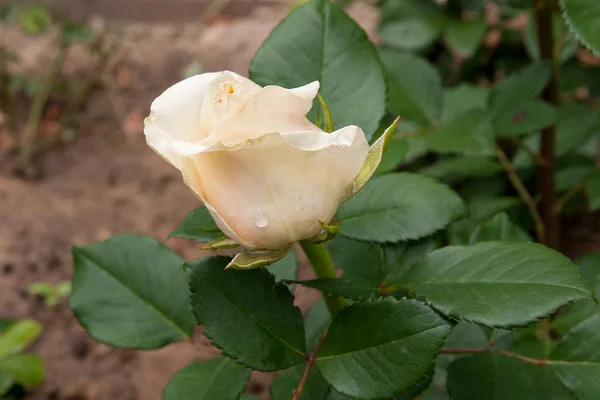 Naturalny biały kwiat róży z bliska na zielony krzew — Zdjęcie stockowe