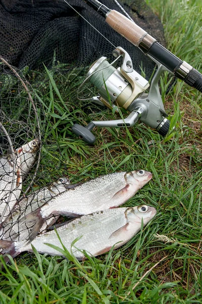 Dos peces de agua dulce de ojo blanco dorada y caña de pescar con carrete en — Foto de Stock