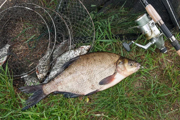 Single freshwater fish common bream and fishing rod with reel on