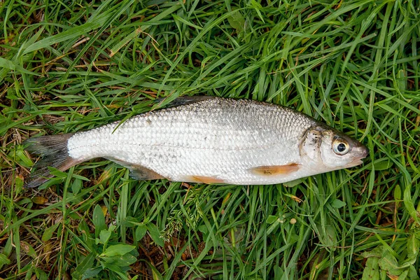緑の芝生の上の単一の一般的な nase 魚淡水のビュー — ストック写真