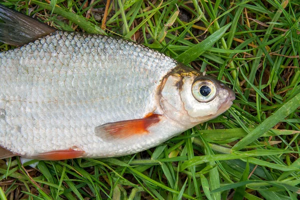 Close up view of the signle white bream or silver fish on the na — Stock Photo, Image