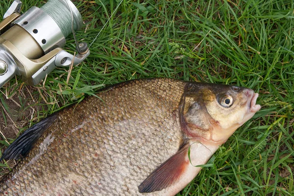 Nahaufnahme von großen Süßwasser-Brassen und Angelruten mit Witz — Stockfoto