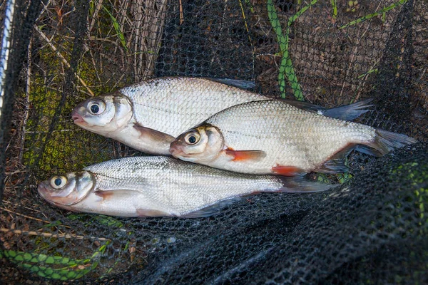 Varios peces de agua dulce: dorada blanca o peces plateados, ojo blanco b — Foto de Stock