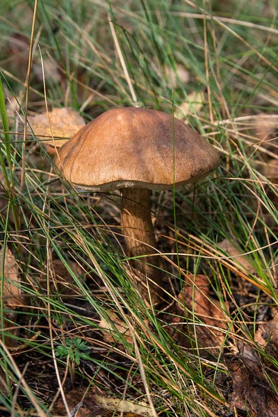 Boleto de gorro marrom de cogumelo florestal que cresce em um musgo verde — Fotografia de Stock