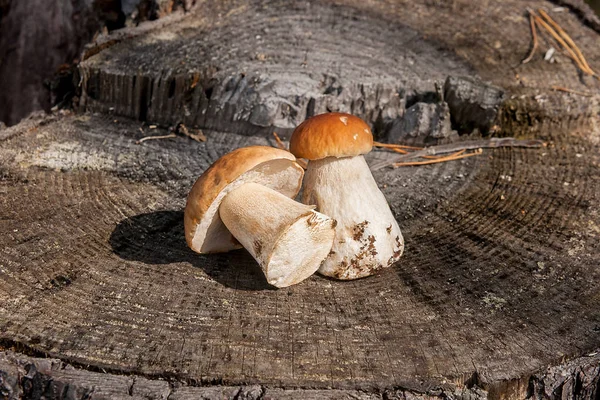 Ομάδα που συγκομίζονται πορτσίνι (Boletus edulis, ωίδιο ή — Φωτογραφία Αρχείου