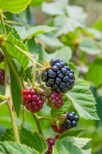 Close up view of a bunch of blackberry. Ripening of the blackber — Stock Photo, Image