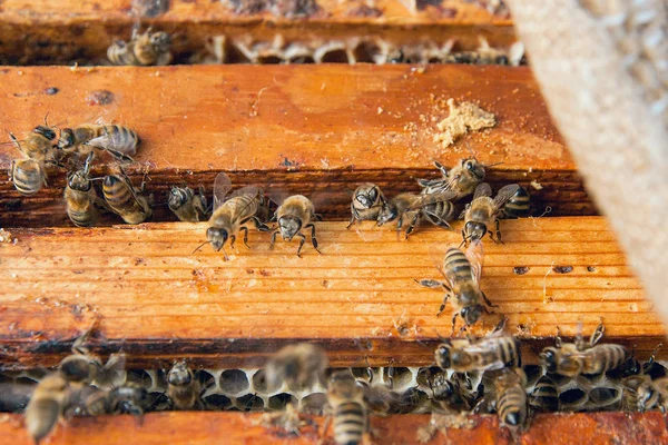 Vue rapprochée des abeilles essaim sur un nid d'abeilles . — Photo