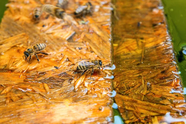 Abelhas bebendo água na prancha de madeira no verão . — Fotografia de Stock