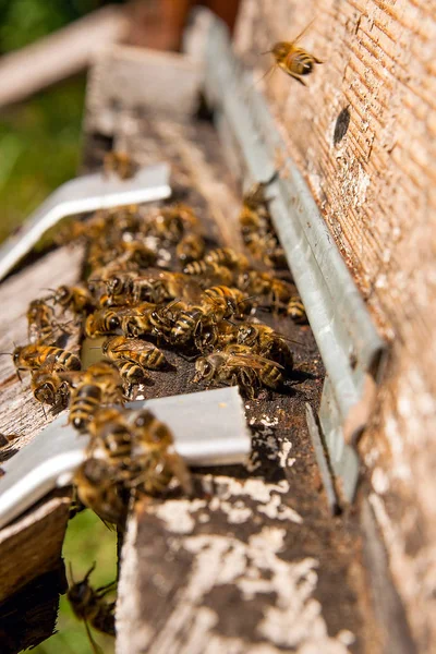 Plenty of bees at the entrance of beehive in apiary.