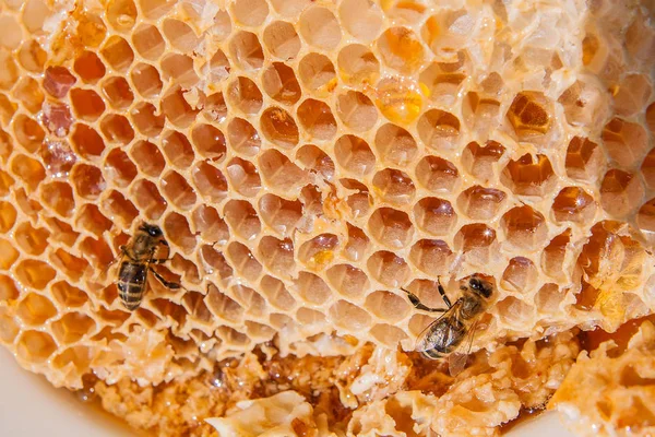 På nära håll beskåda av arbetande biet på honeycomb med söt hon — Stockfoto