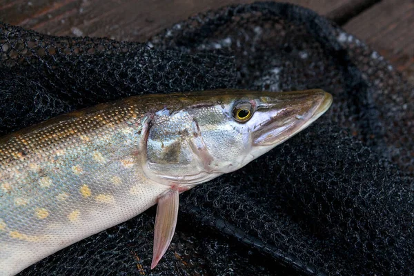 Vista da vicino di grande luccio d'acqua dolce si trova sulla rete da pesca nera — Foto Stock